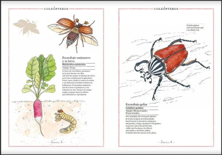 Inventario Ilustrado de Insectos - Bizcocho de Yogur