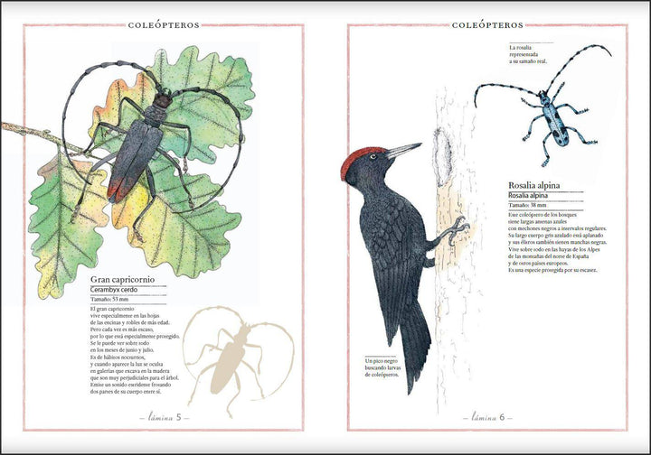 Inventario Ilustrado de Insectos - Bizcocho de Yogur